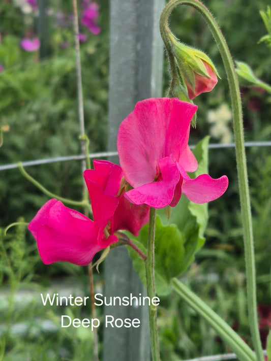 Winter Sunshine 'Deep Rose'