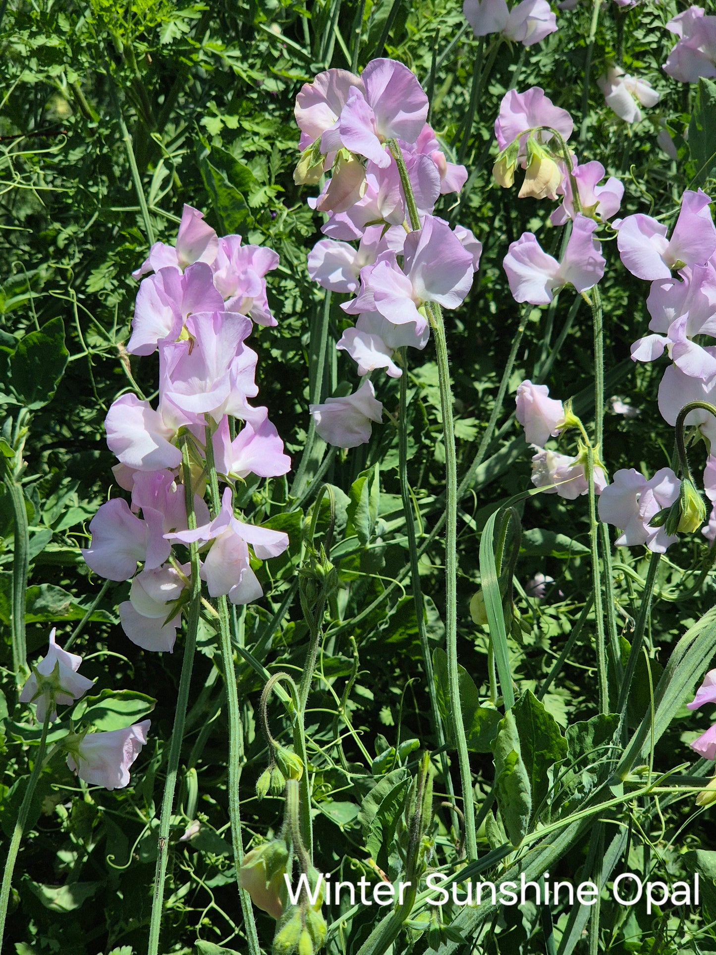 Winter Sunshine 'Opal'