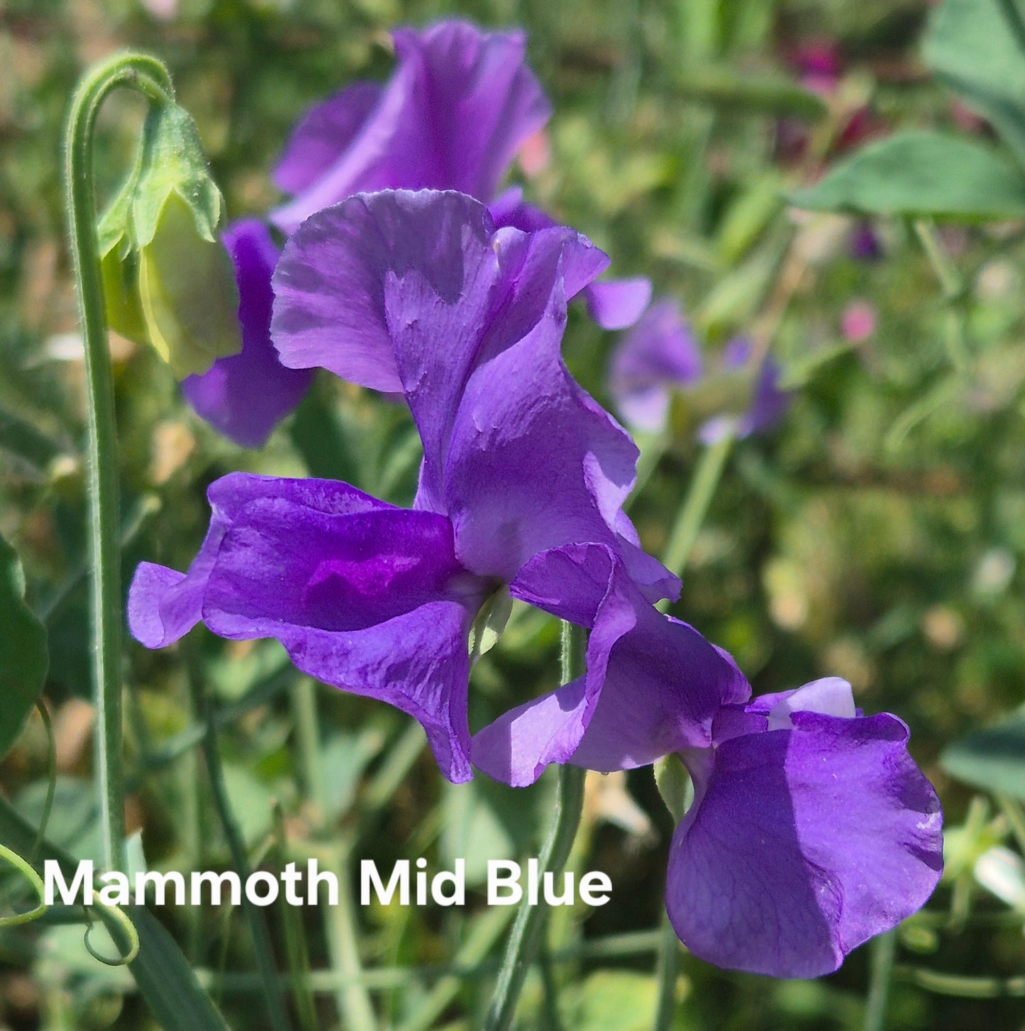 Mammoth 'Mid Blue'