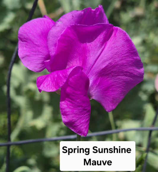 Spring Sunshine Mauve