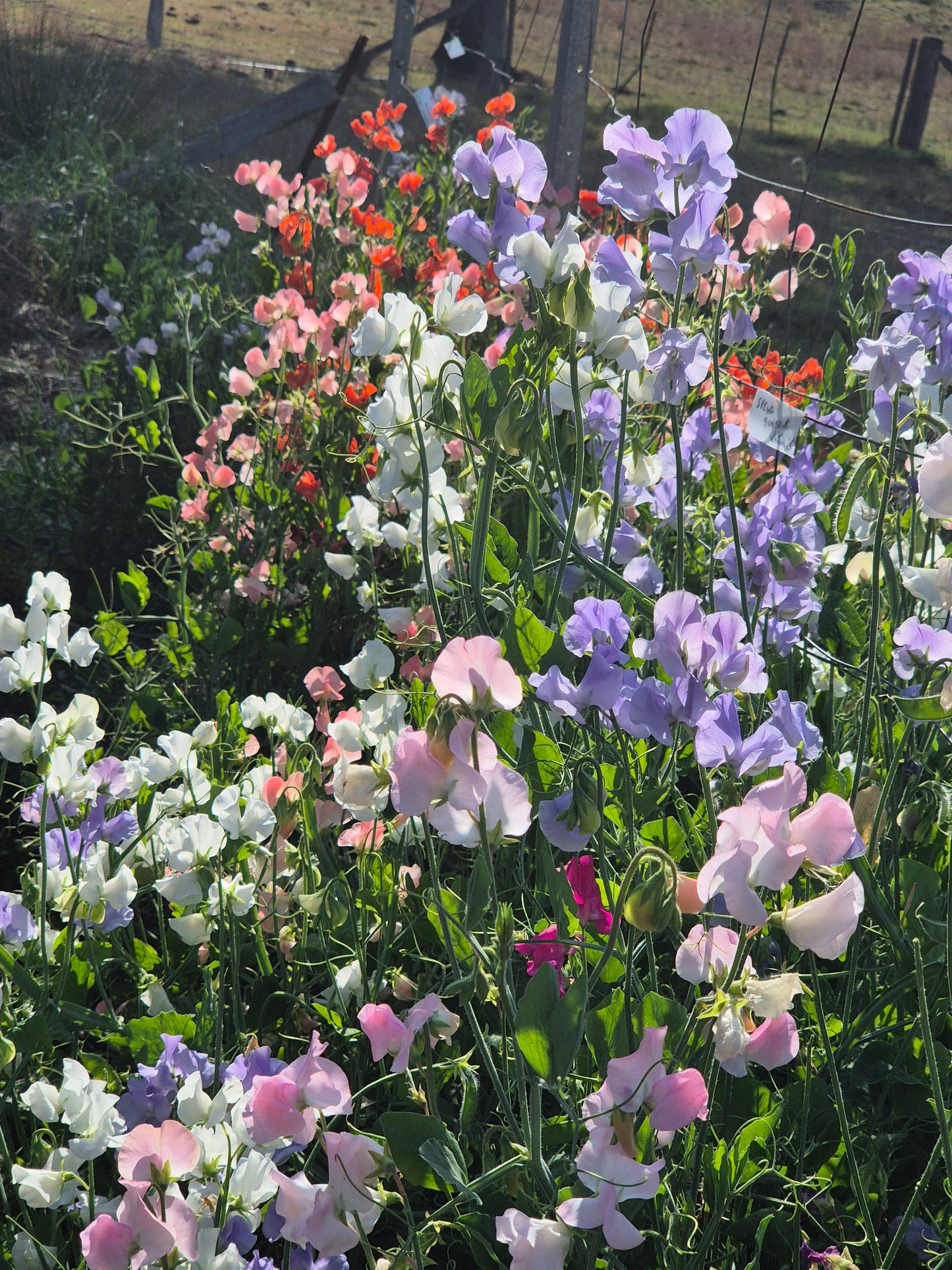 The 'Sparrow Fart' mix of early varieties - SPECIAL