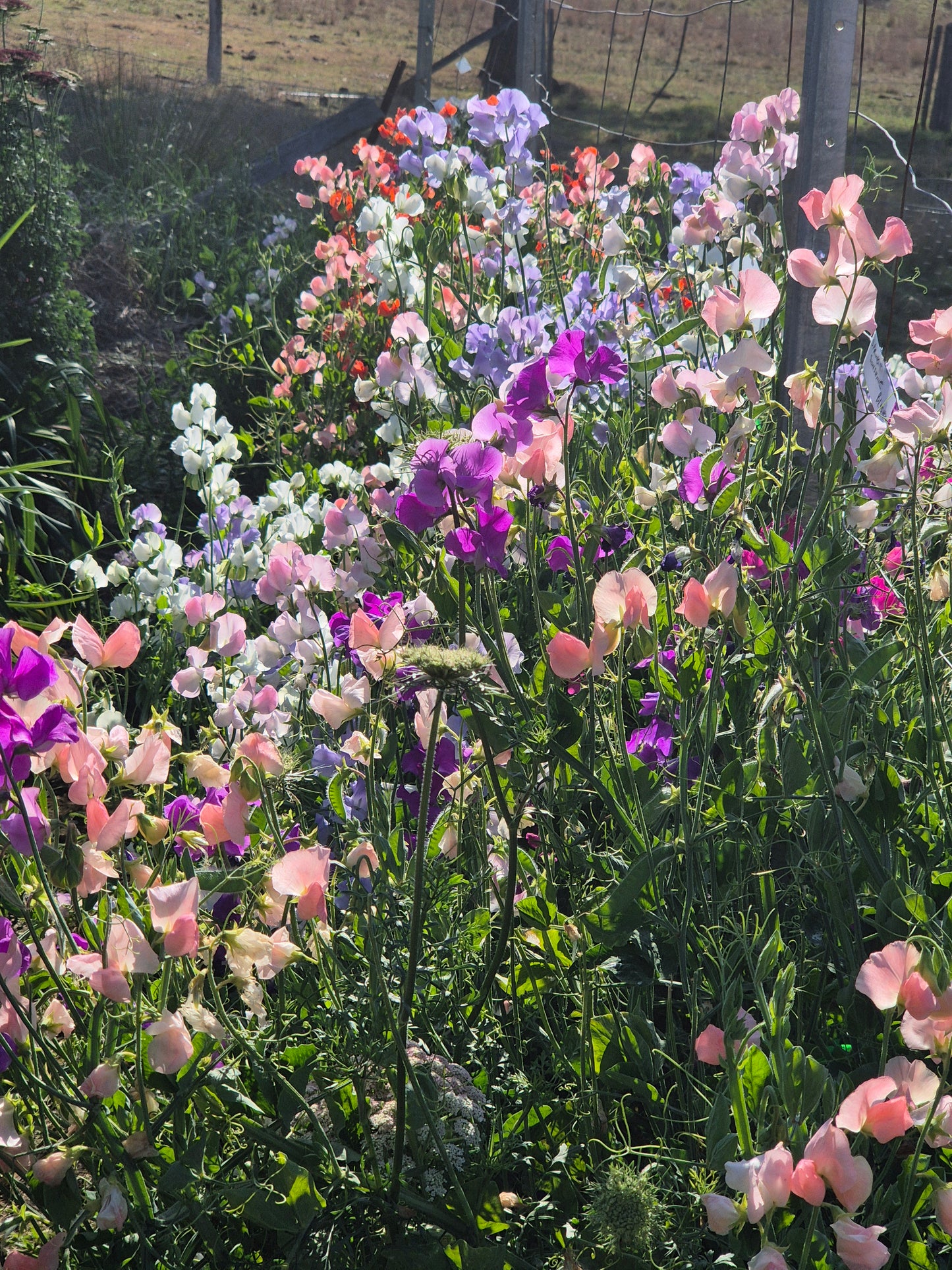 The 'Sparrow Fart' mix of early varieties - SPECIAL