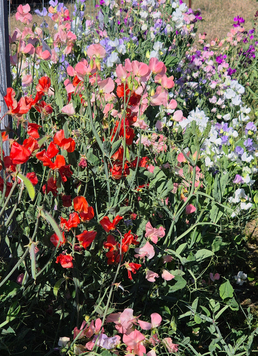 The 'Sparrow Fart' mix of early varieties - SPECIAL