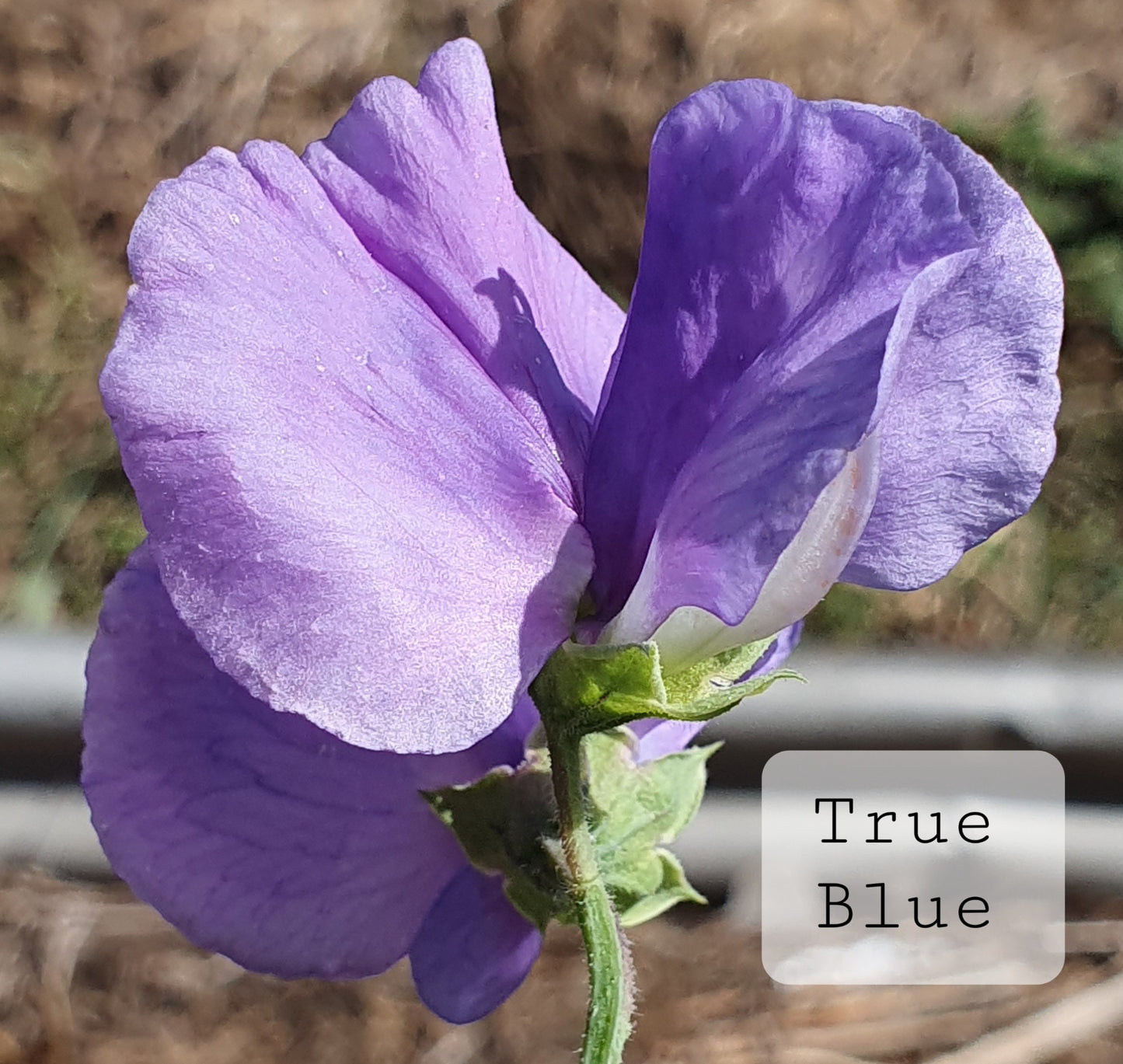 Gawler 'True Blue'