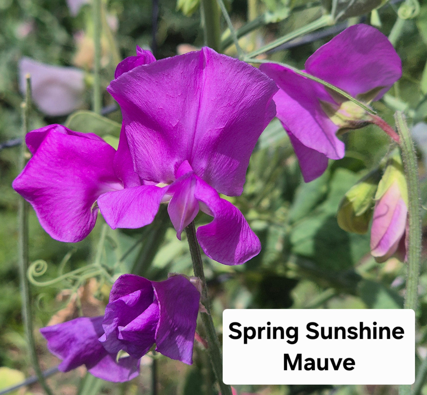 Spring Sunshine Mauve