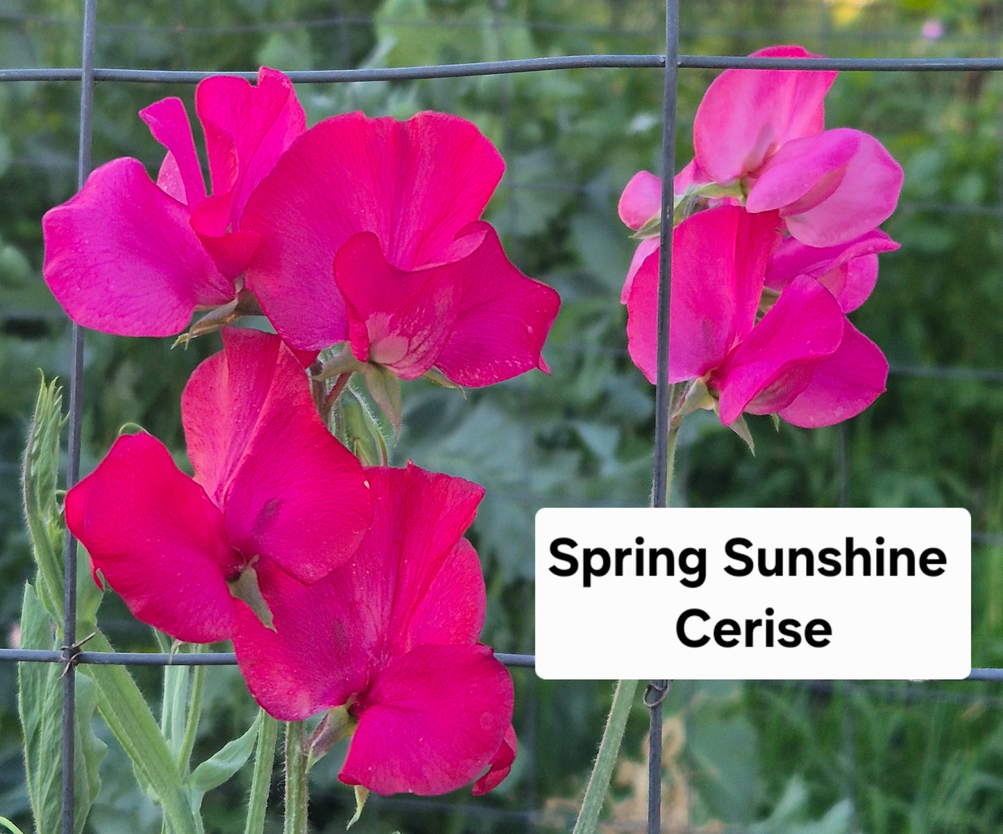 Spring Sunshine 'Cerise'
