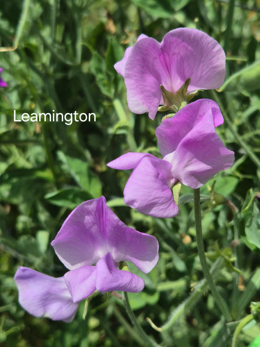 Spencer 'Leamington'
