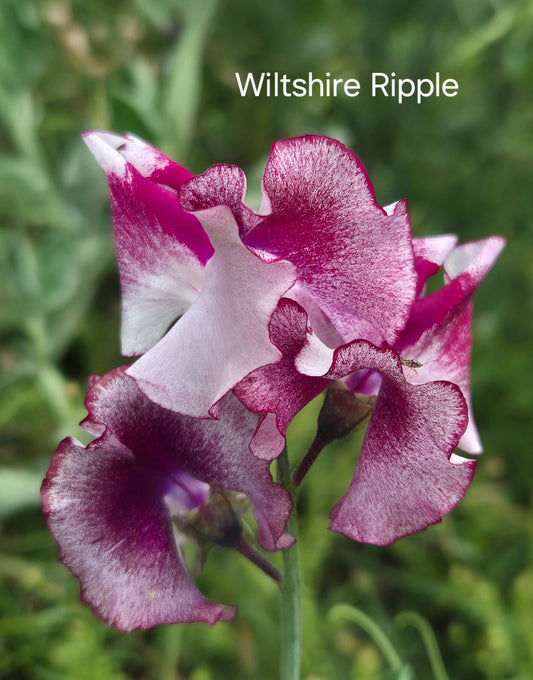 Spencer 'Wiltshire Ripple'