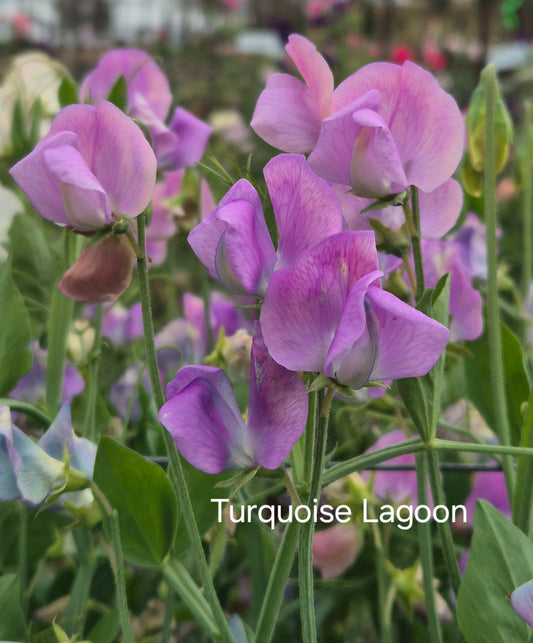 Hammettii 'Turquoise Lagoon '