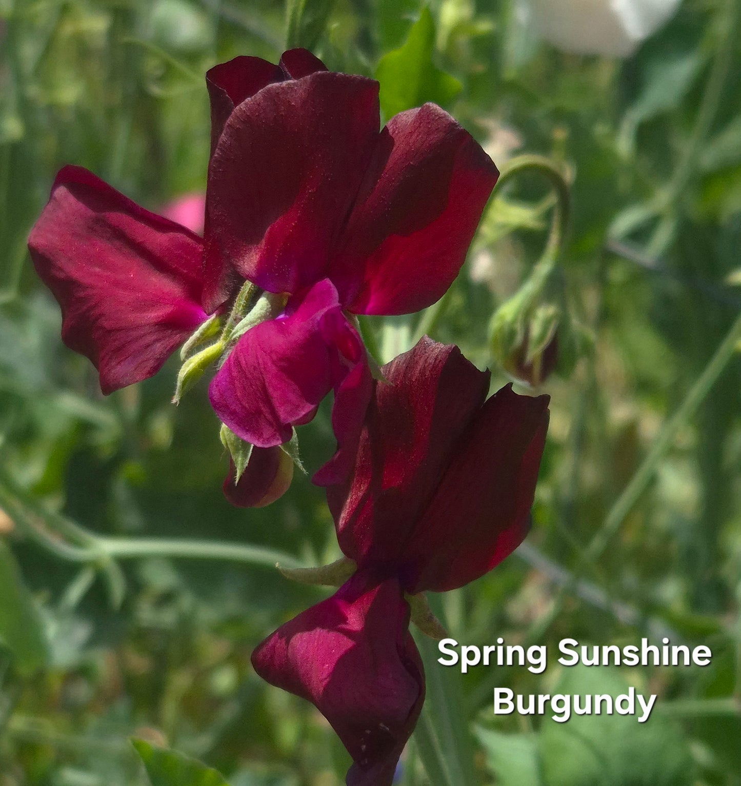 Spring Sunshine 'Burgundy'