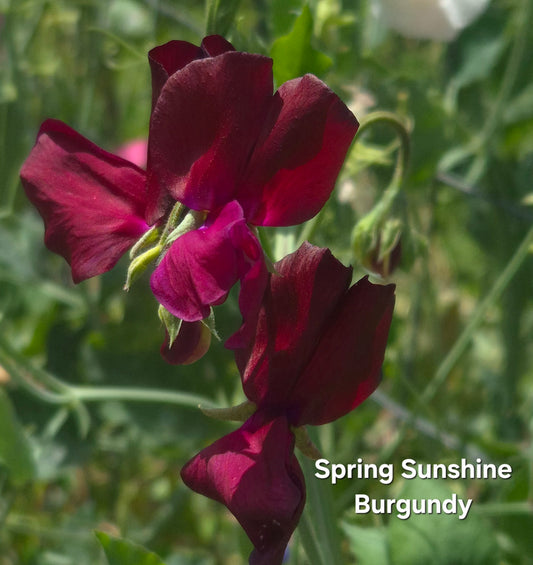 Spring Sunshine 'Burgundy'