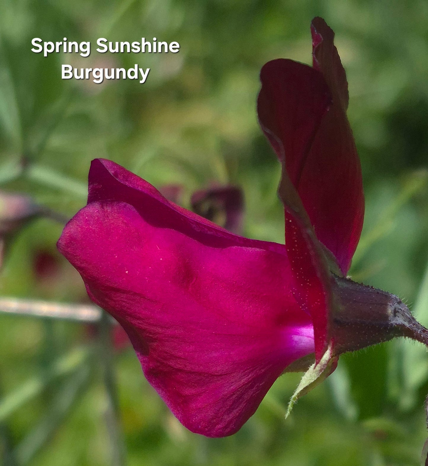 Spring Sunshine 'Burgundy'