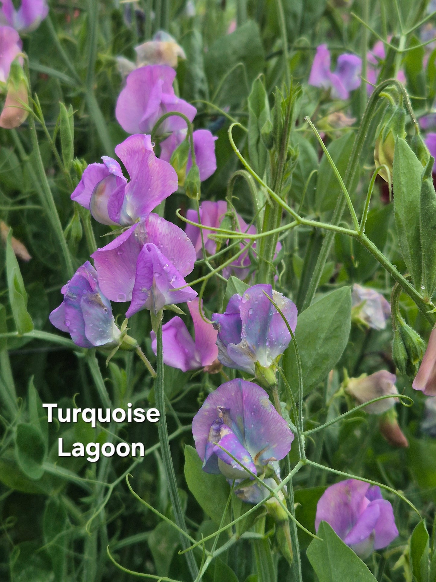 Hammettii 'Turquoise Lagoon '