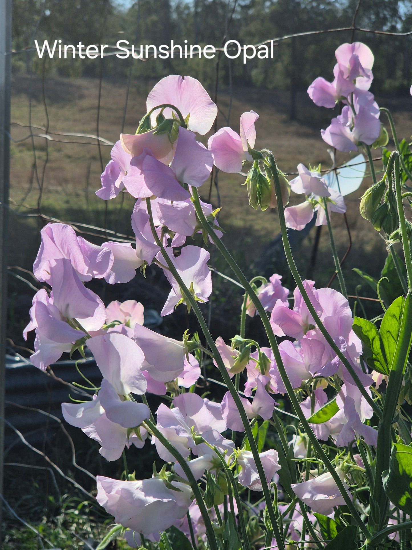 The 'Sparrow Fart' mix of early varieties - SPECIAL