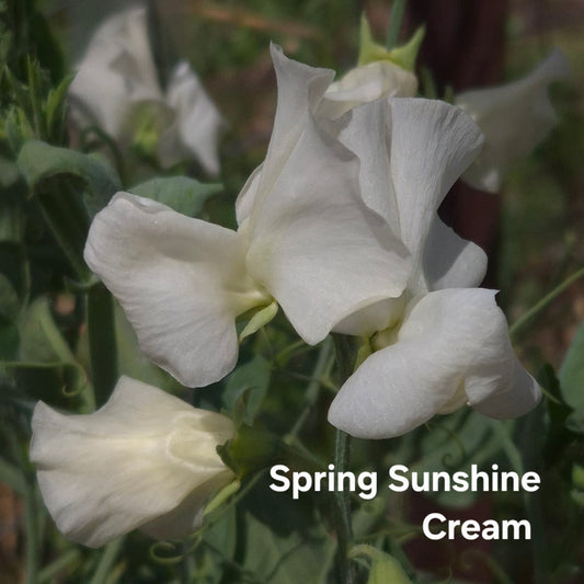 Spring Sunshine 'Cream'
