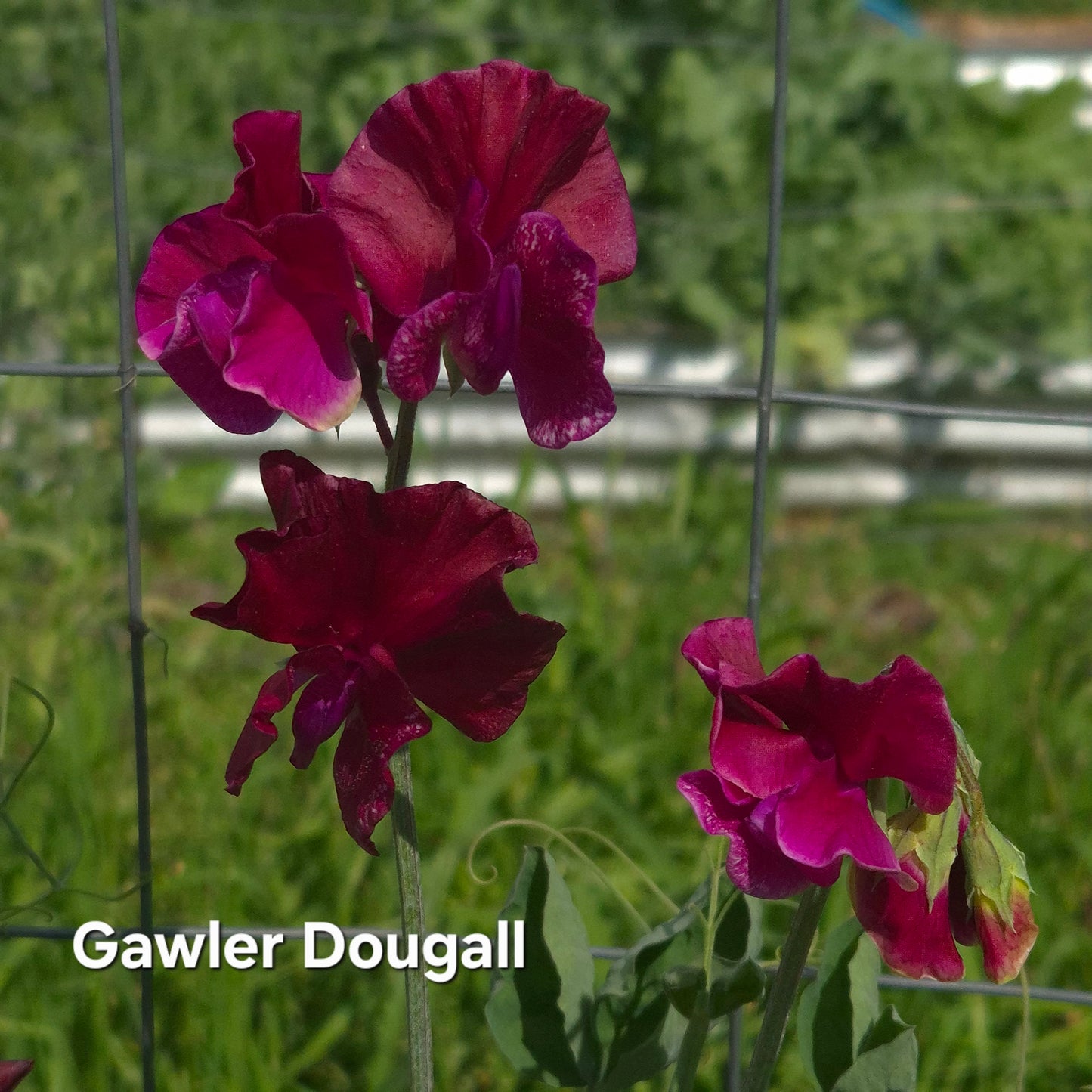 Gawler 'Dougall'