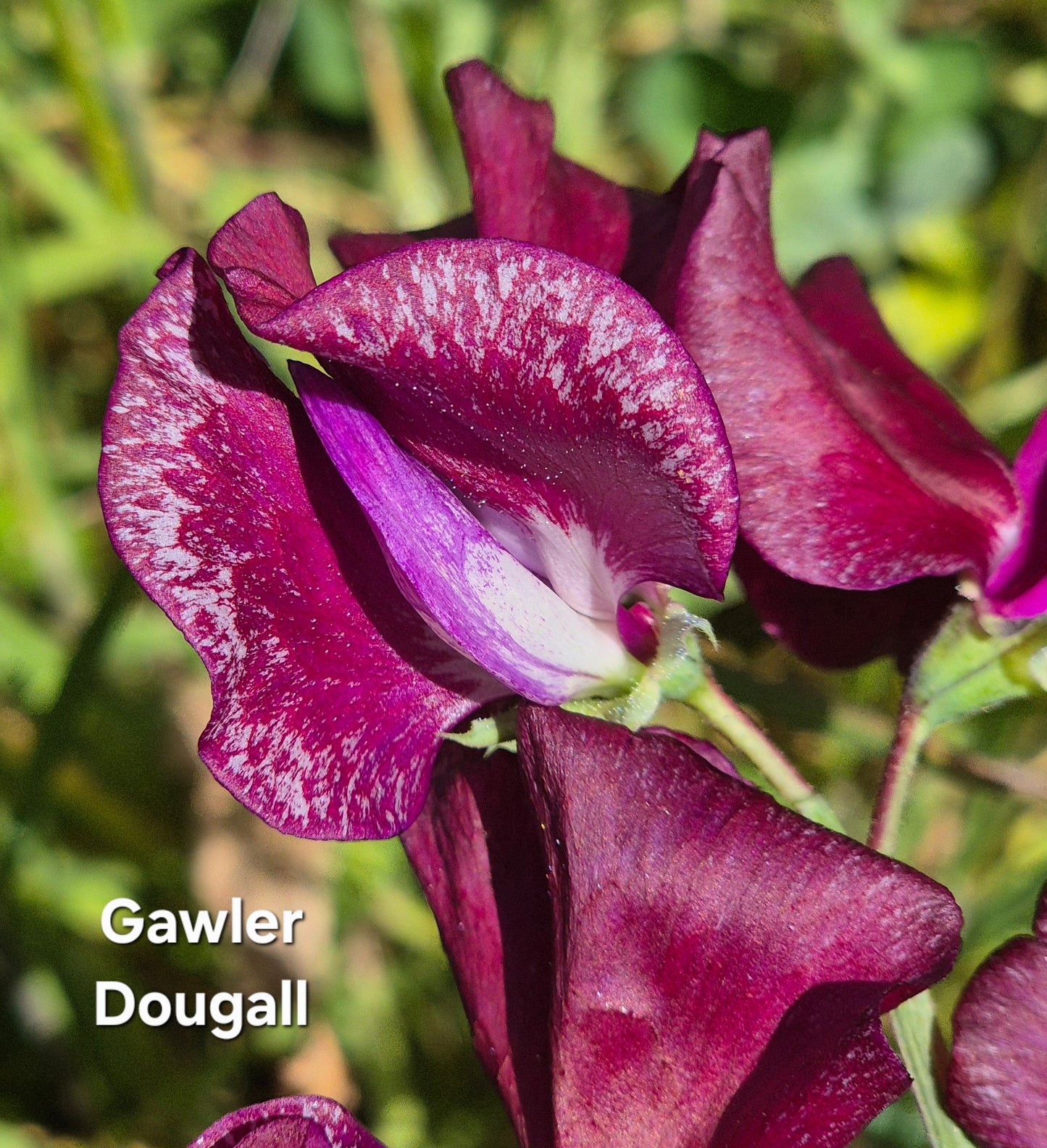 Gawler 'Dougall'