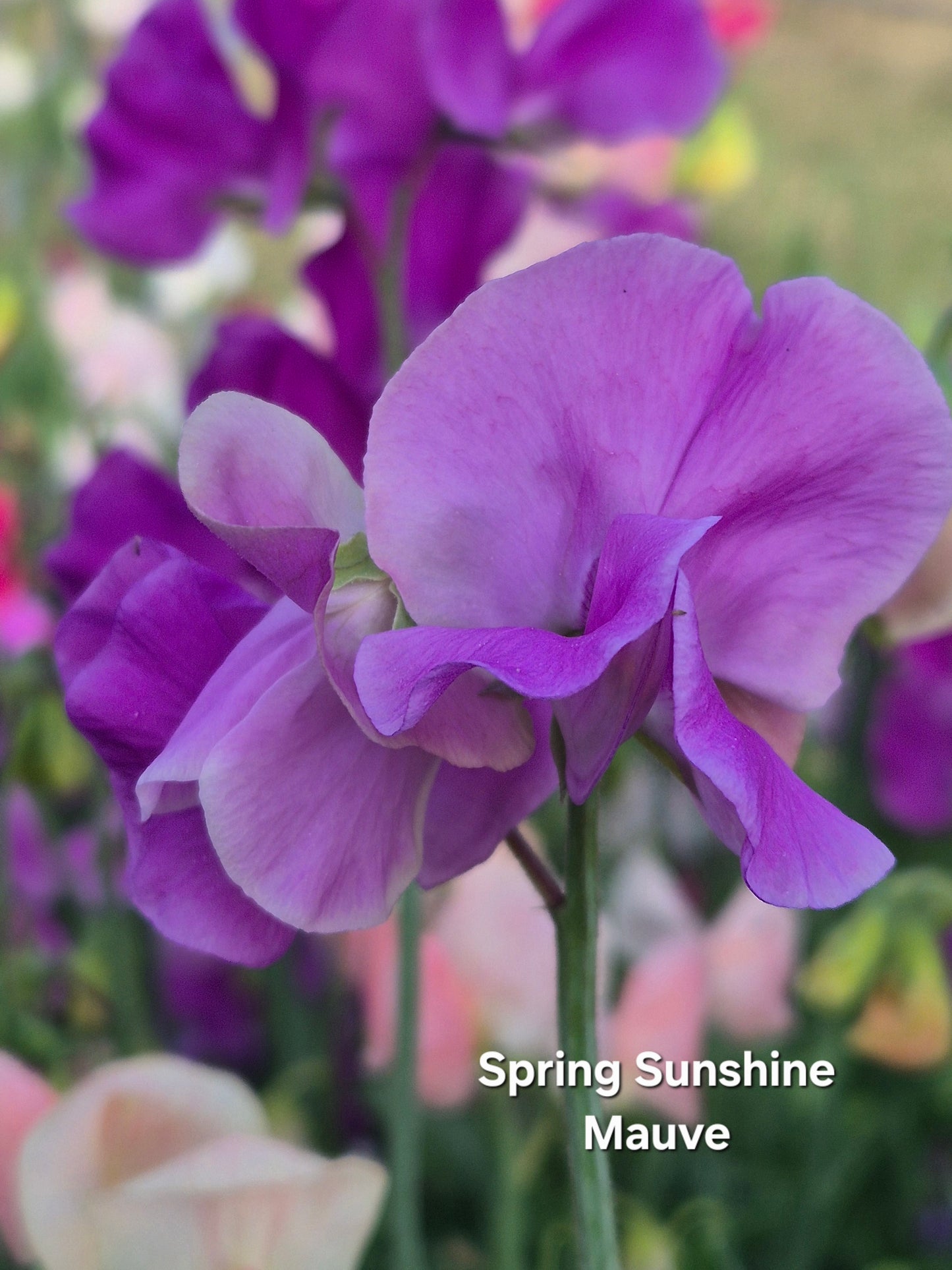 Spring Sunshine Mauve