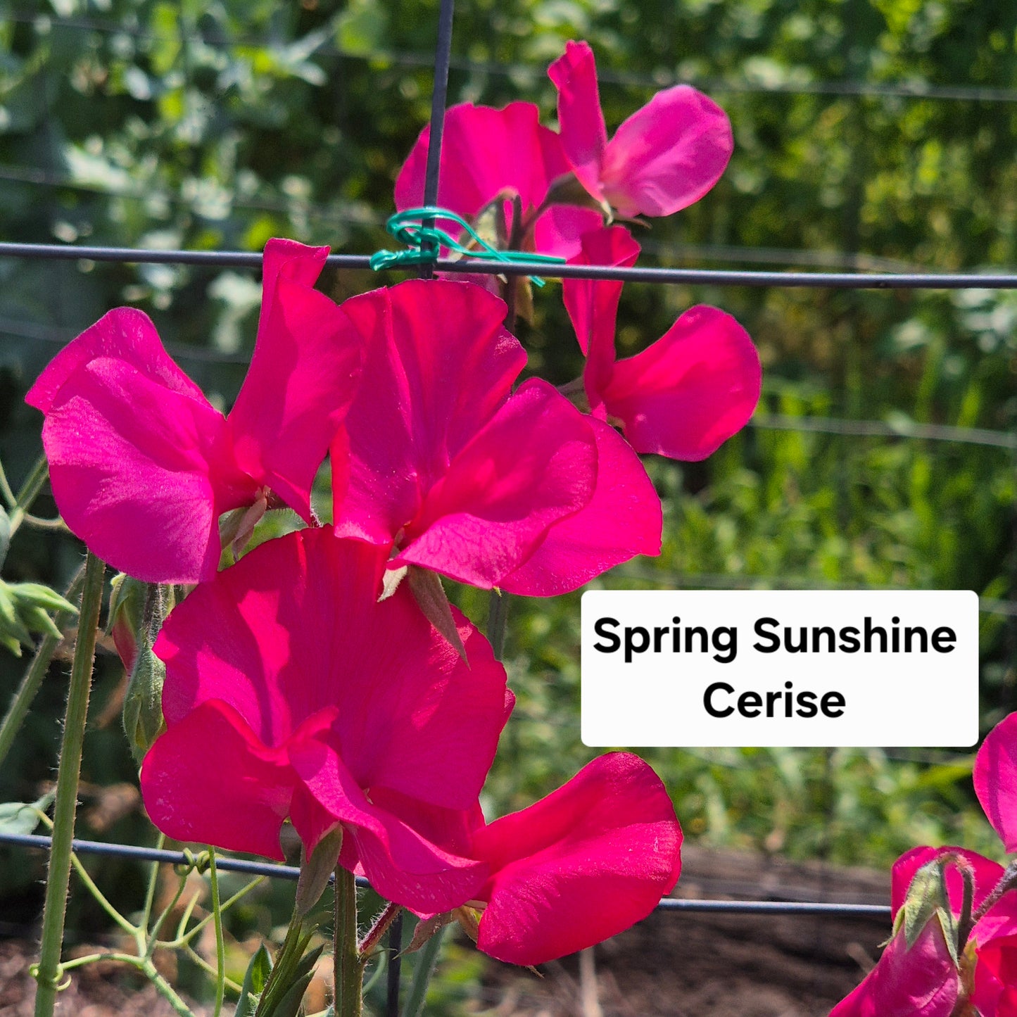 Spring Sunshine 'Cerise'