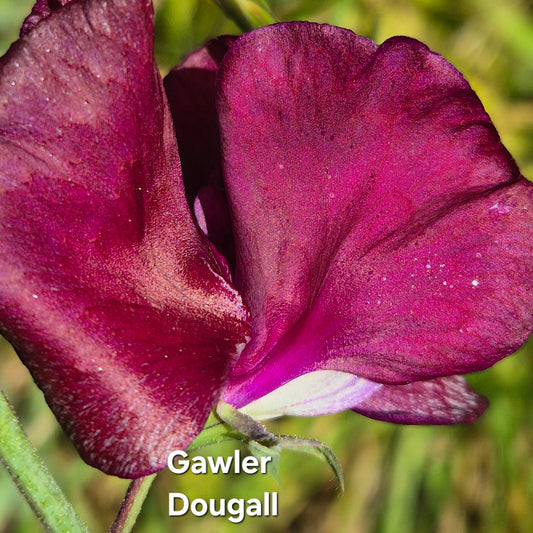 Gawler 'Dougall'