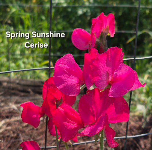 Spring Sunshine 'Cerise'