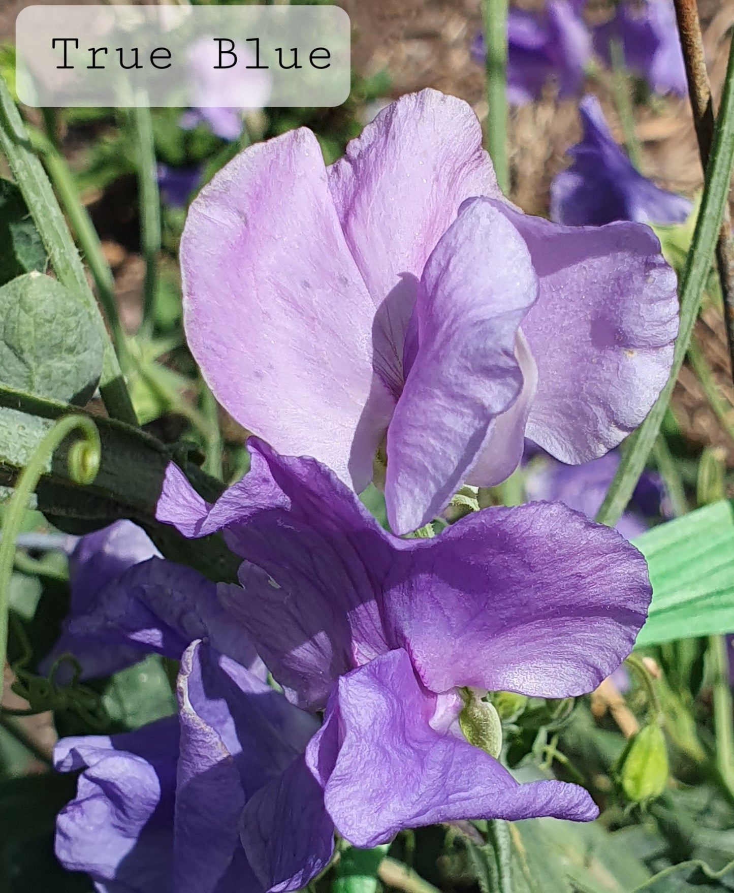 Gawler 'True Blue'