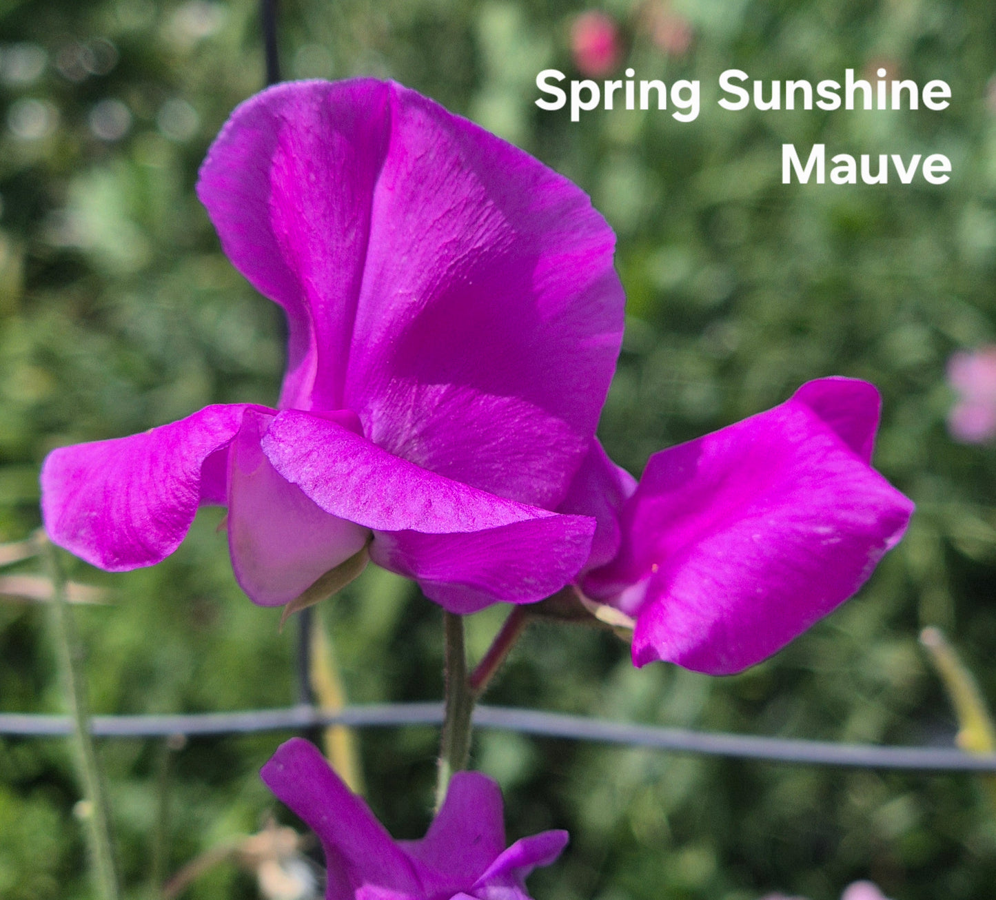 Spring Sunshine Mauve